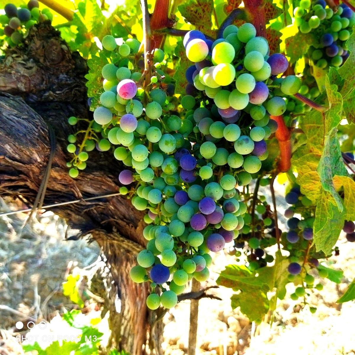 Poggio Al Vento ξενώνας Castiglione dʼOrcia Εξωτερικό φωτογραφία